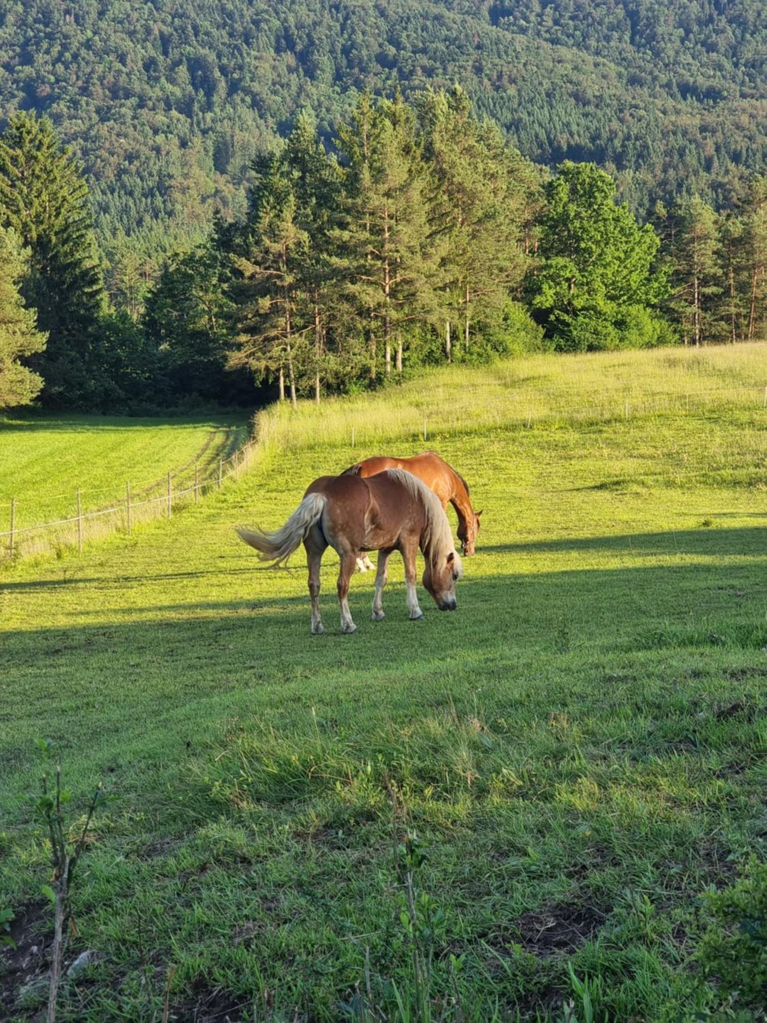 Villa Notranjska Hisa - Traditional Country House, Close To The World Attraction Cerknica Lake à Begunje pri Cerknici Extérieur photo